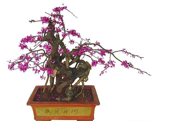 贵阳花卉盆景