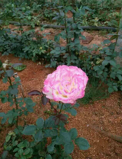 贵州玫瑰花