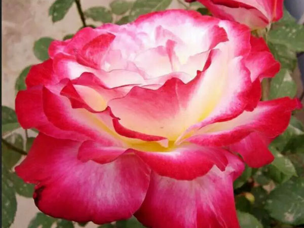 贵阳月季花