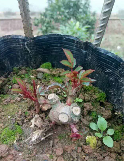 贵州月季花苗