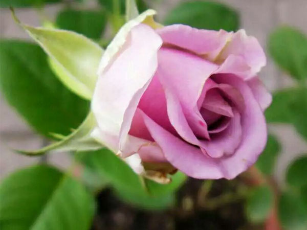 贵阳月季花
