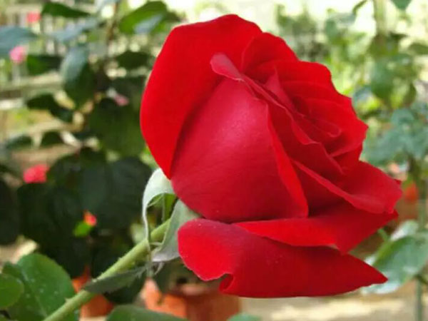 贵阳月季花