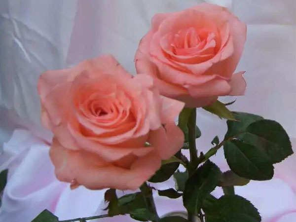 贵阳玫瑰花