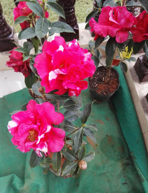 贵州茶花