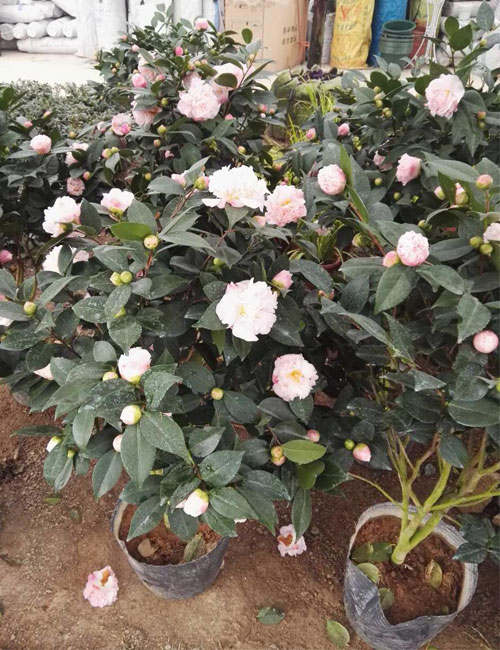 茶花