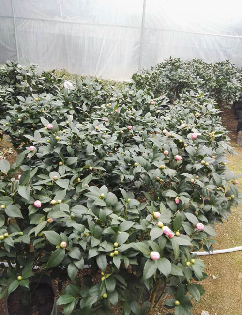 贵阳茶树